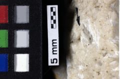 Foto (Detailansicht) von Decapoda indet. (NHMW-GEO-1990-0041-0171)